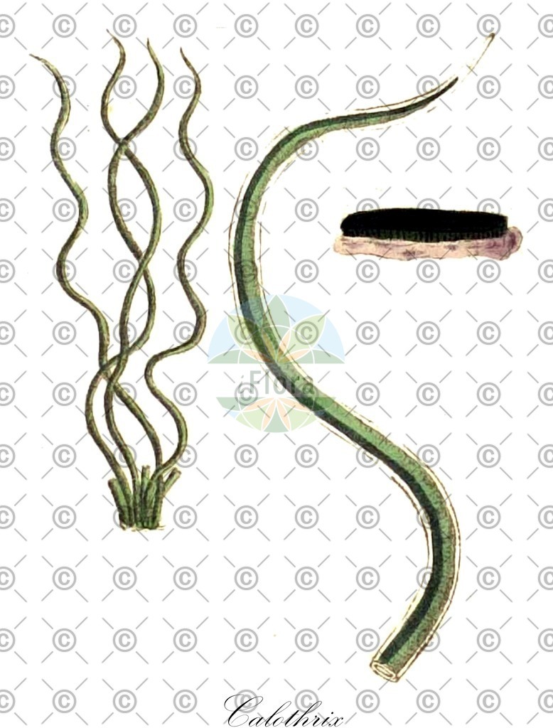 HistAbb_3FYV_5_ENZY_Simple | Historische Abbildung von Calothrix - Rivulariaceae (0) | Historical Illustration of Calothrix - Rivulariaceae (0)