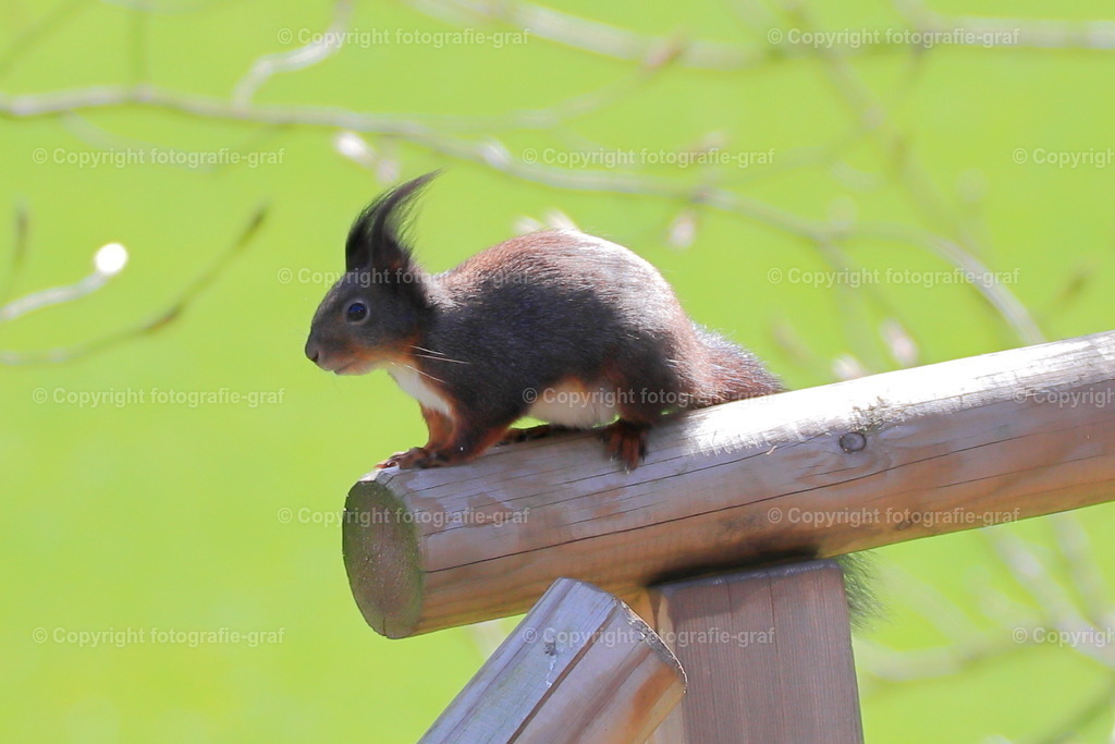 IMG_0392-2 | fotografie-graf - Realisiert mit Pictrs.com