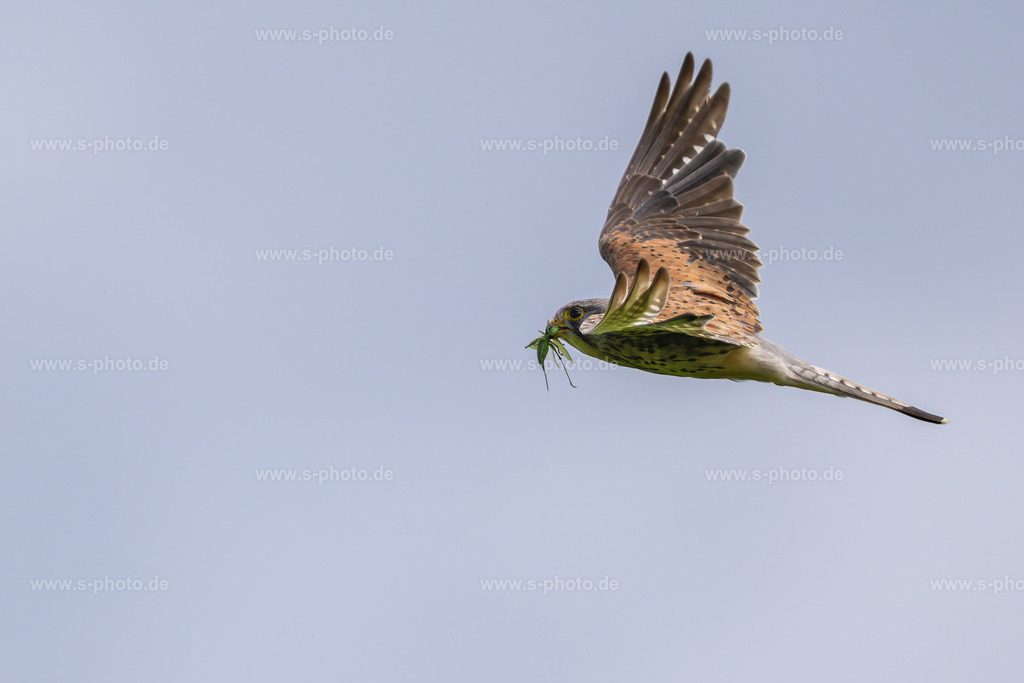Turmfalke mit Beute | Mein persönliches Lieblingsbild vom Turmfalken - Realisiert mit Pictrs.com