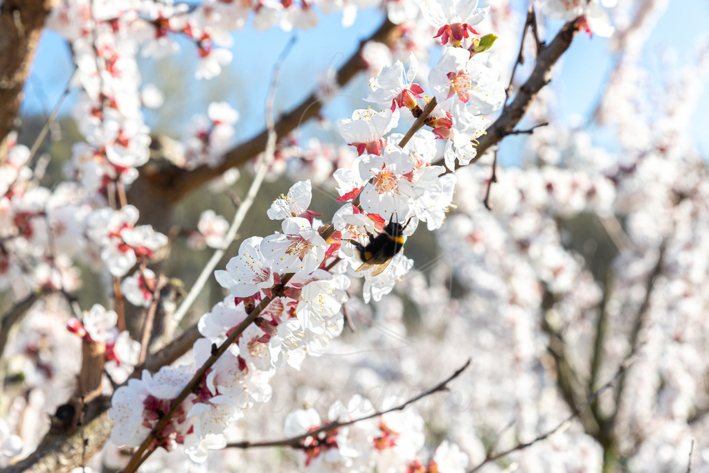 Marillenblüte Wachau | Ihre Fotografin im Lungau, ihre Fotografin im Mostviertel, Wandbilder Onlineshop, Imagefotos für Ihr Unternehmen,  - Realisiert mit Pictrs.com