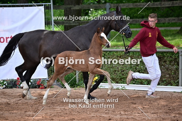 056_Escaneno - Secret_Valerie Huck_868_3908 | Björn Schroeder Pferdefotografie