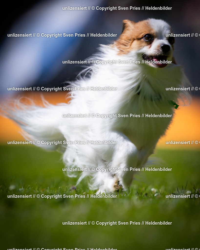 Sven Pries | 2025-08-10 - Hunderennen Durlach - Realisiert mit Pictrs.com