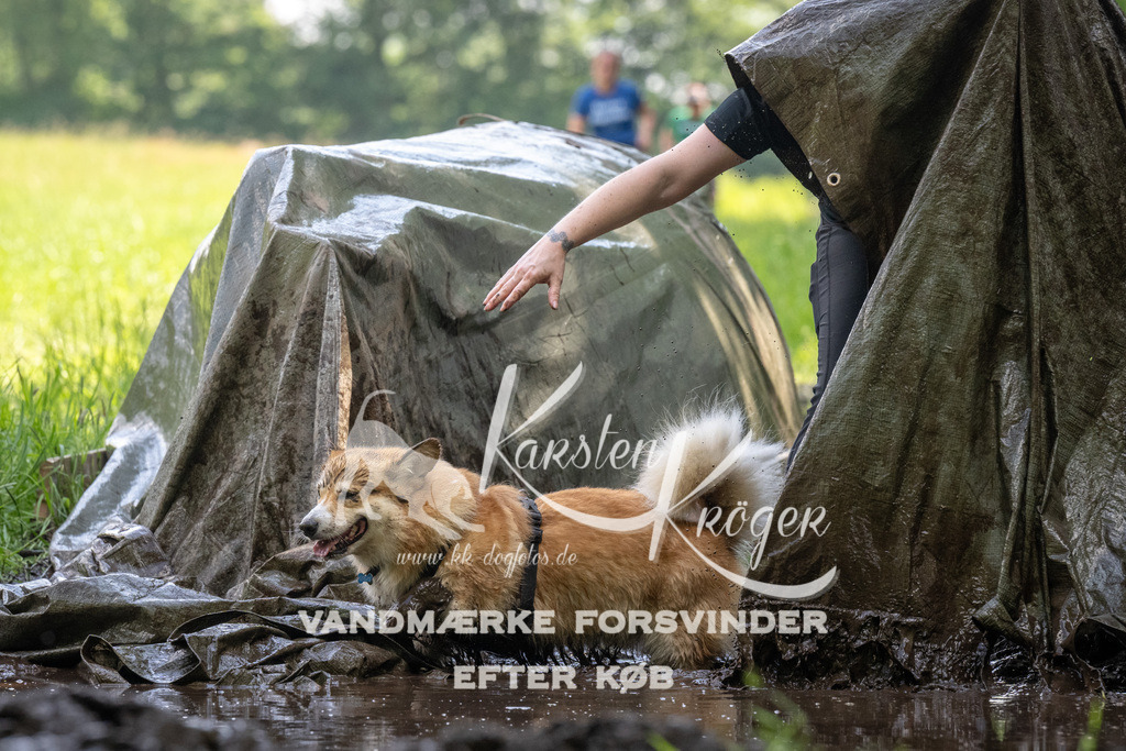 1201_ZZ90999 | kk-dogfotos
