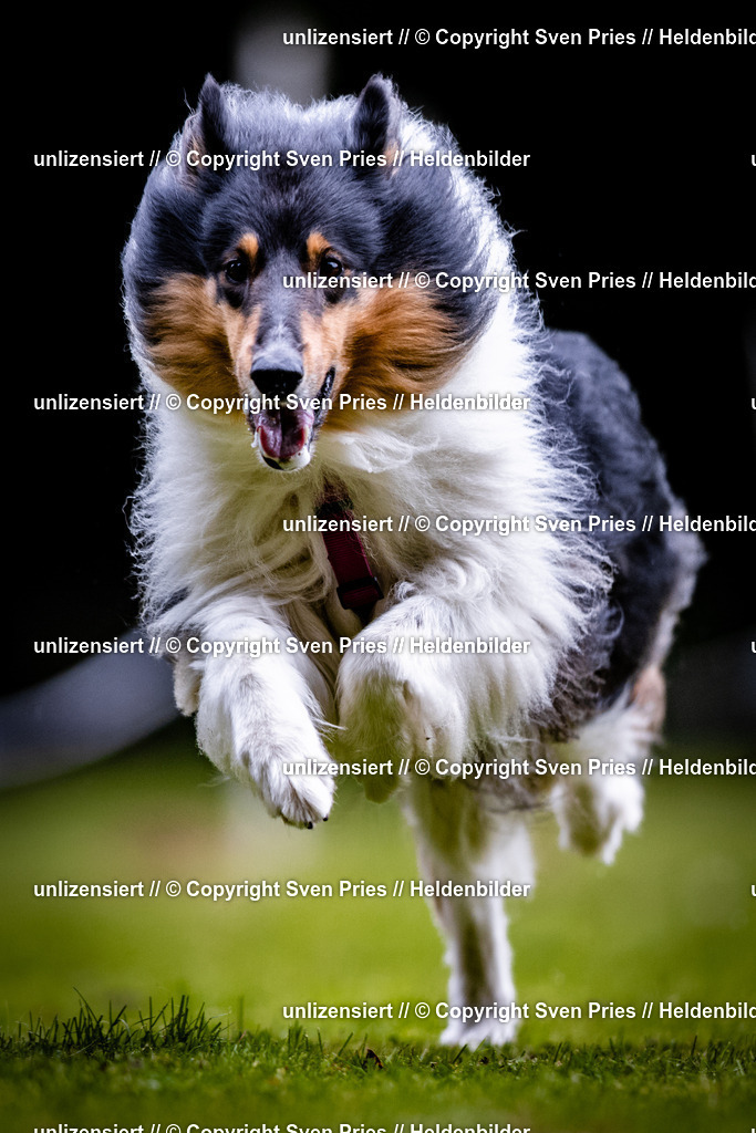Sven Pries | 2025-10-03 - Hunderennen Obergrombach - Realisiert mit Pictrs.com