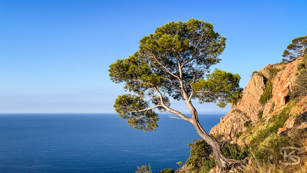 Malerische Pinie an den roten Klippen des Esterel-Gebirges – Côte d’Azur | Eine markante grüne Pinie wächst an einem steilen, rötlichen Felsen des Esterel-Massivs vor dem tiefblauen Mittelmeer unter klarem Himmel an der Côte d’Azur. - Realisiert mit Pictrs.com