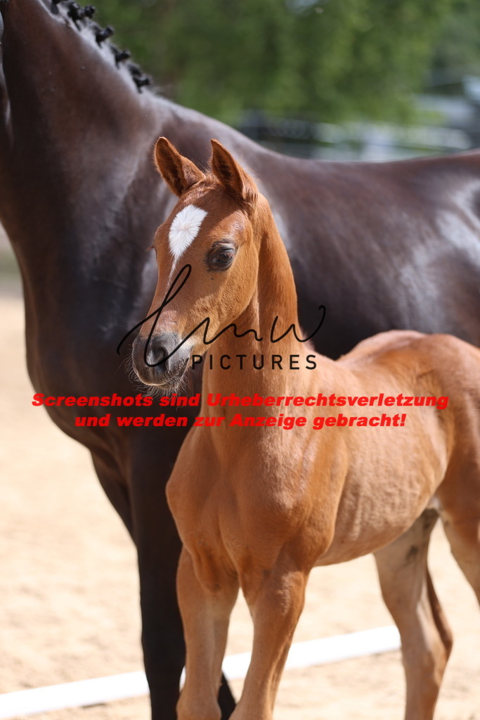 Fohlenschau_Schwäbisch_Hall_dressurbetonte_Fohlen_KN 4_16 | lmwpictures - Realisiert mit Pictrs.com