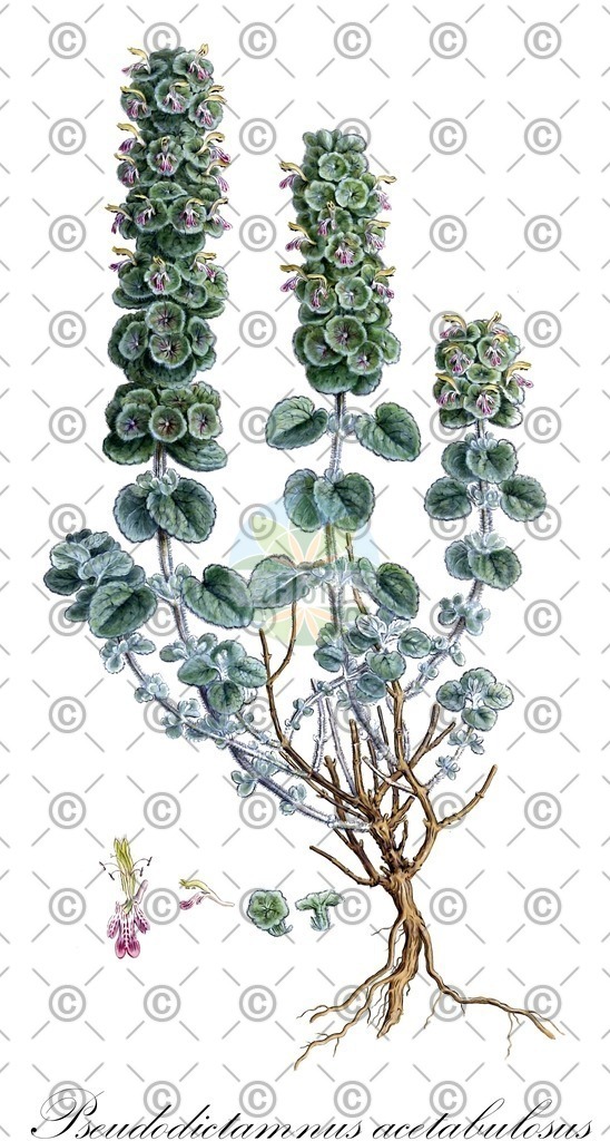 HistAbb_wfo-1000034080_1_ENZY_Simple | Historische Abbildung von Pseudodictamnus acetabulosus - Lamiaceae | Historical Illustration of Pseudodictamnus acetabulosus - Lamiaceae