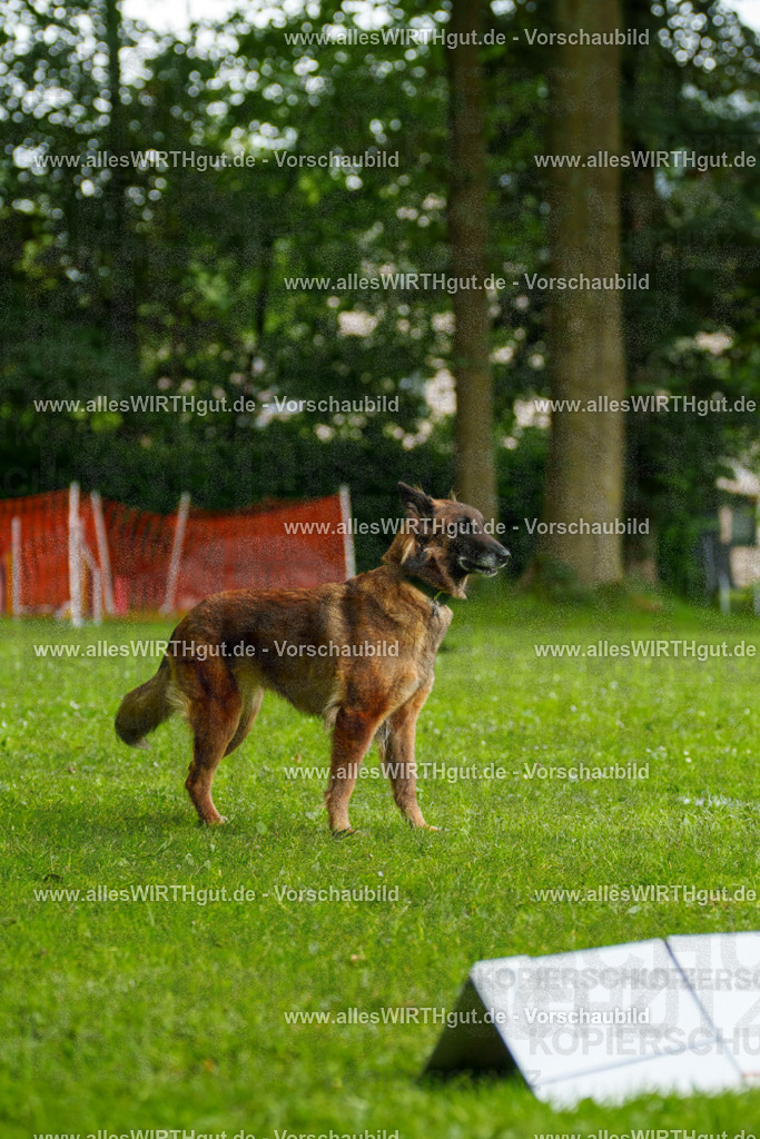 @allesWIRTHgut_Tierfotografie - www.allesWIRTHgut.de - 101958-7R508370 | Professionelle Tierfotografie in Mönchengladbach von Daniel Wirth (allesWIRTHgut). Liebevolle & natürliche Bilder von Hunden & Katzen für unvergessliche Erinnerungen.