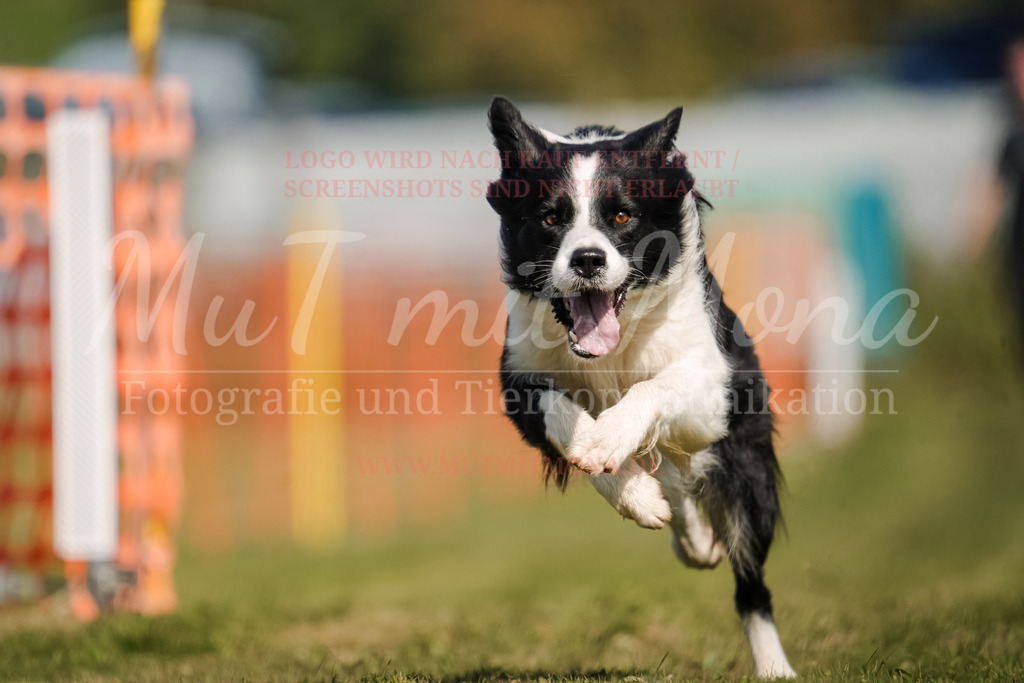 20250928_Hunderennen-590 | MuT (Mensch und Tier) mit Mona - Fotografie und Tierkommunikation - Realisiert mit Pictrs.com