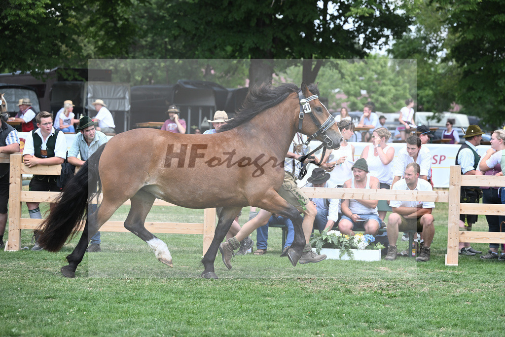 Kat-Nr. 41 Halla_Fritzmeier_20230625 | hf-fotografie - Realisiert mit Pictrs.com