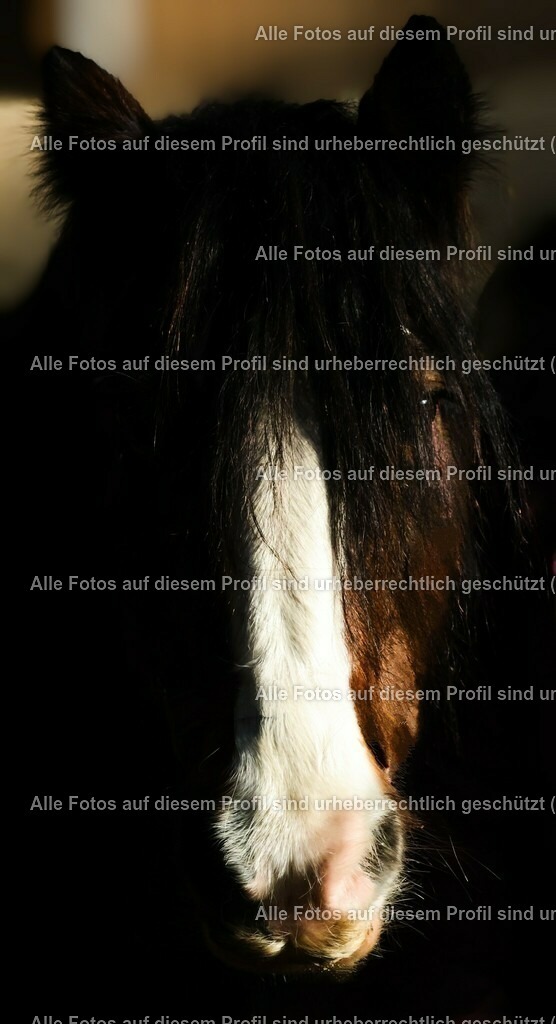 20240127134810_0C4A0369_4 | krollfotografie - Realisiert mit Pictrs.com