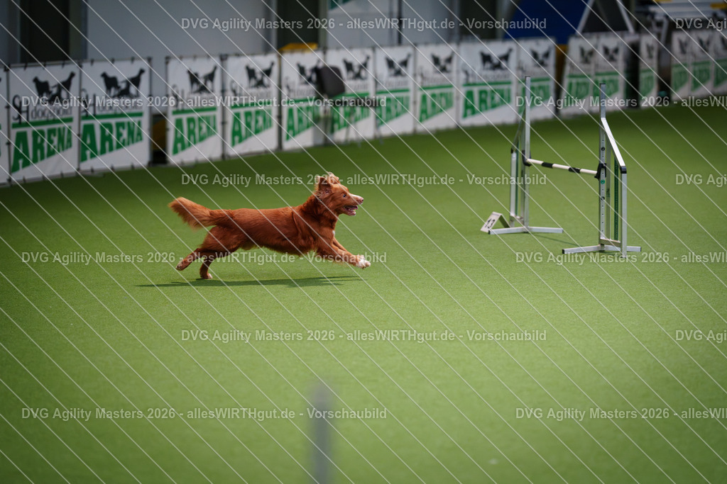 allesWIRTHgut_Tierfotografie-DVG_Agility_Masters_2026-08_24-7R500304 | Professionelle Tierfotografie in Mönchengladbach von Daniel Wirth (allesWIRTHgut). Liebevolle & natürliche Bilder von Hunden & Katzen für unvergessliche Erinnerungen.