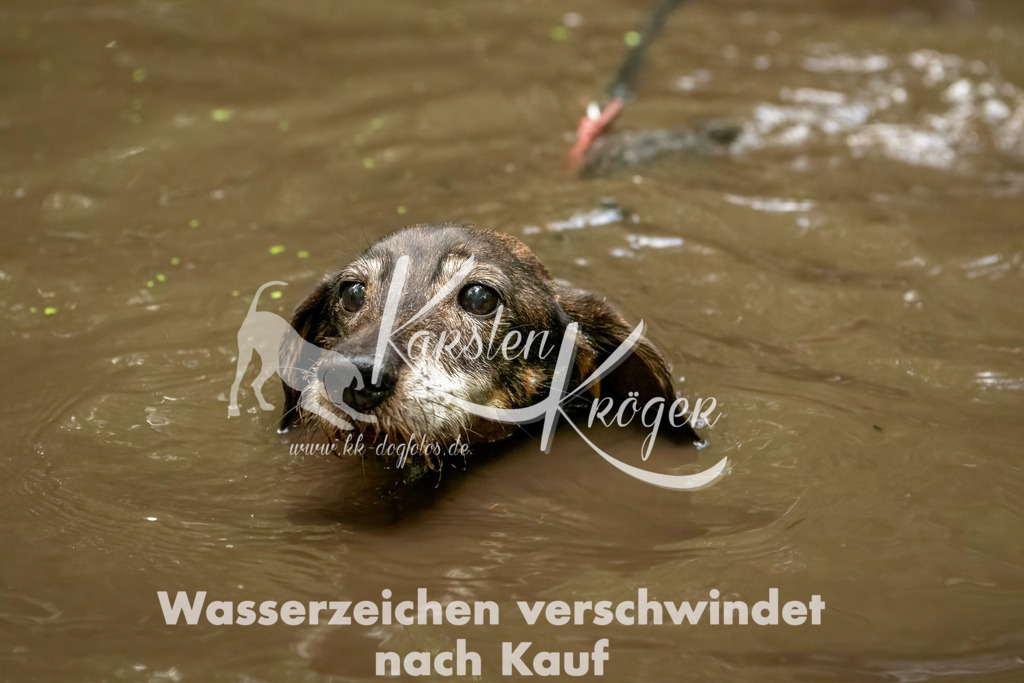 1224_ZZ94555-Bearbeitet | kk-dogfotos