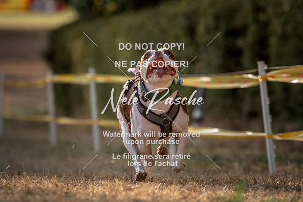 nelerasche_SummerNights26_SoPawSprint_76 | nelerasche