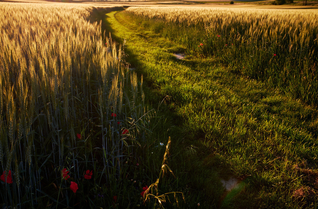 Güterweg durch ein Getreidefeld mit Mohnblumen | Pfösing, Austria - June 06, 2020: Güterweg durch ein Getreidefeld mit Mohnblumen. - Realisiert mit Pictrs.com