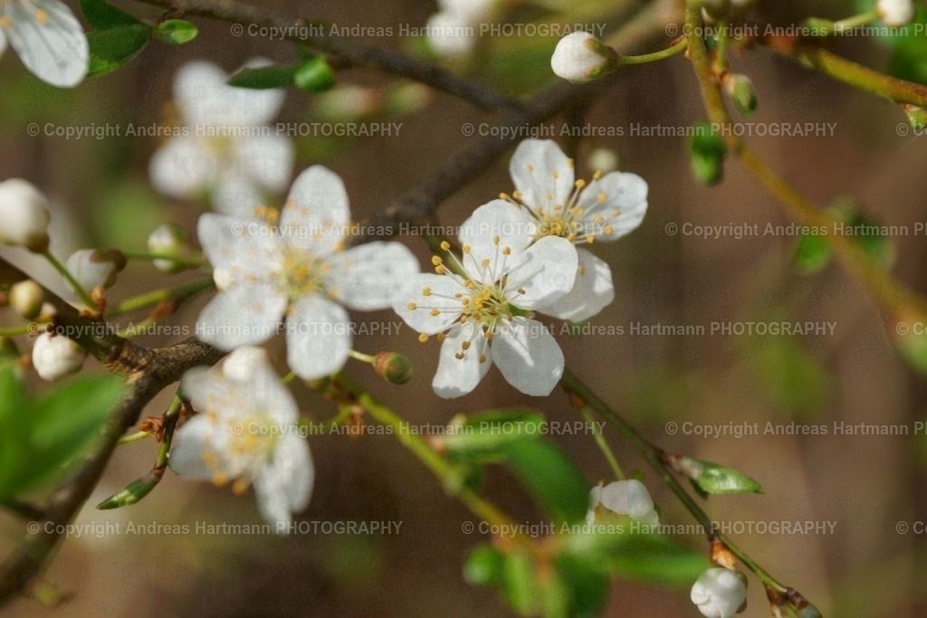 Blüte Blutkirschpflaume | Blüte Blutkirschpflaume - Realisiert mit Pictrs.com