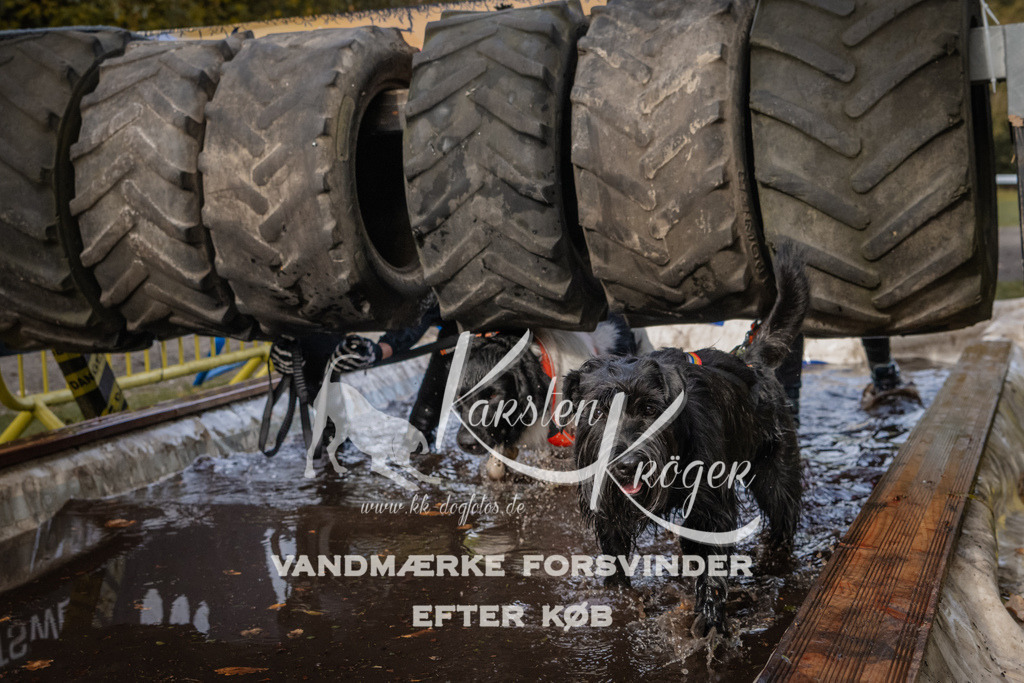 1426_ZZ94535 | kk-dogfotos