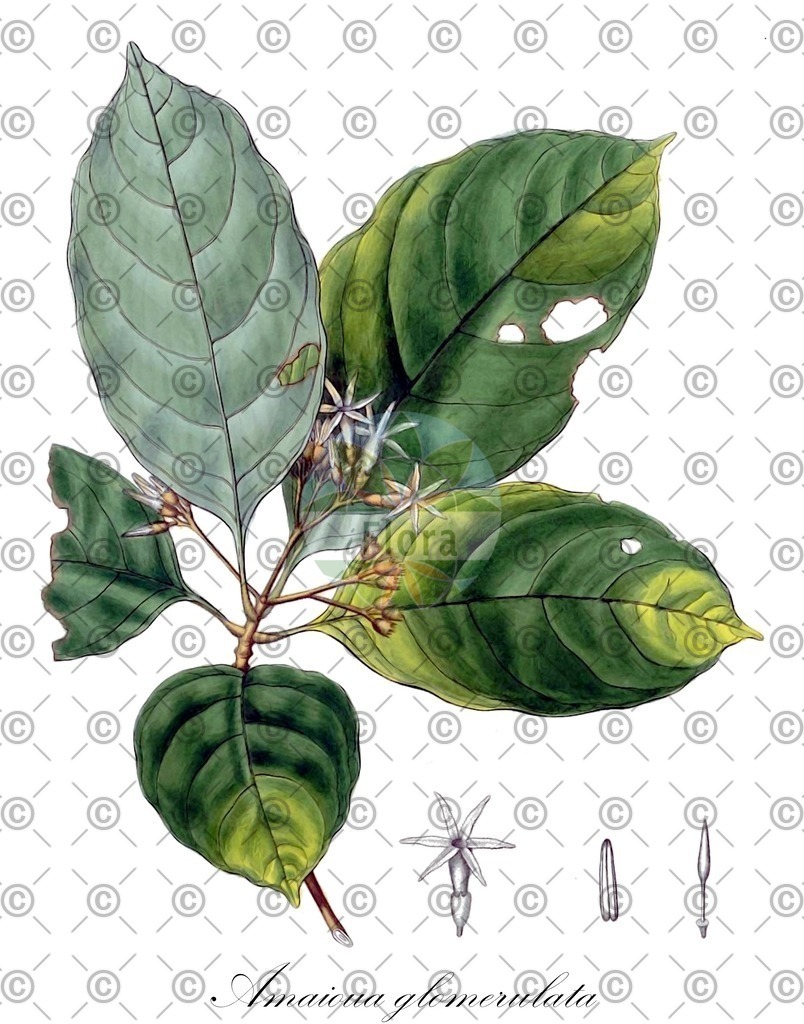 HistAbb_wfo-0001334723_1_ENZY_Simple | Historische Abbildung von Amaioua glomerulata - Rubiaceae | Historical Illustration of Amaioua glomerulata - Rubiaceae