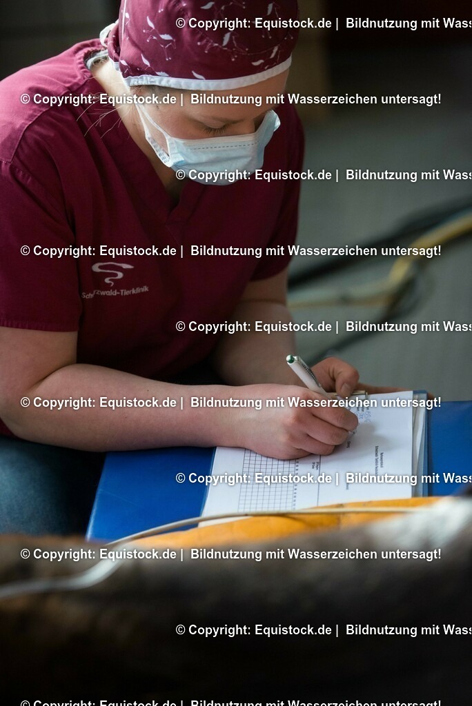 20160315_Arthroskopie_0010 | equistock