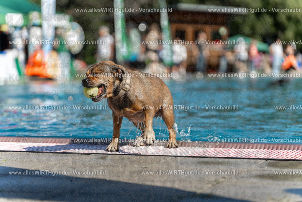 Hundeschwimmen_Volksbad_2026-allesWIRTHgut_Tierfotografie-2609061124-103432-7R509641 | Professionelle Tierfotografie in Mönchengladbach von Daniel Wirth (allesWIRTHgut). Liebevolle & natürliche Bilder von Hunden & Katzen für unvergessliche Erinnerungen.