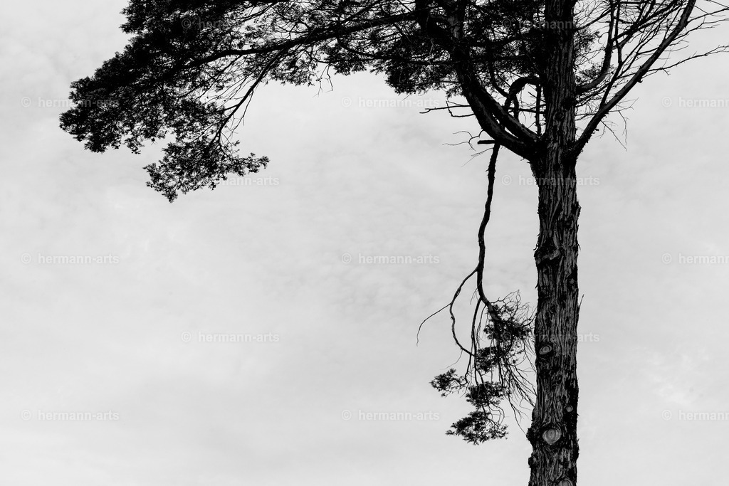 Trees_fine_Art_0048 | Photo Foto Kunst Art schwarzweiss Bilder Rheine Münster Berlin Blumen 