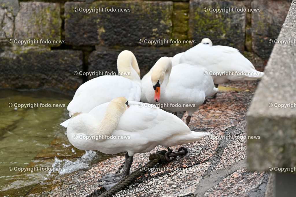 Gmunden_ 13.01.2023-29 | 13.01.2023, Gmunden, AUT, Gmunden, im Bild Traunsee, Wasservoegel, Schwaene