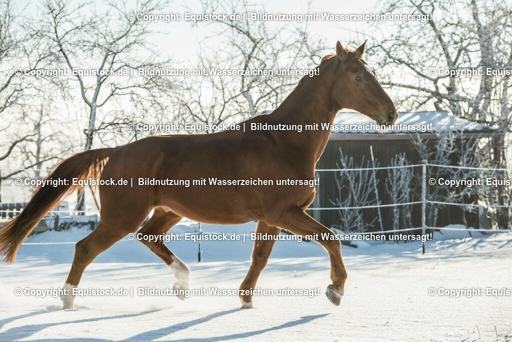 20160118_TOMsPiC_0369 | equistock