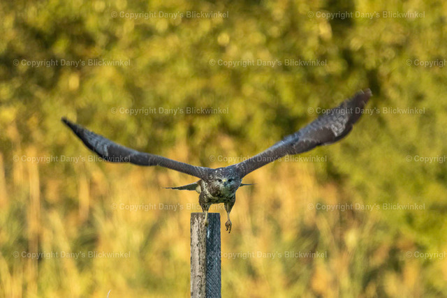 2022178 | Tierfotografie, Tierkalender, Tierbilder, Insekten, Spinnen, Vögel, Schmetterling, Libellen, Leinwand, Colorkey, Qualität, Geschenkartikel, Geschenk - Realisiert mit Pictrs.com