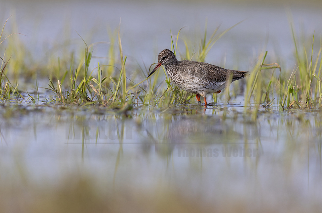 20220412082033 | Der Rotschenkel (Tringa totanus) ist eine Vogelart aus der Familie der Schnepfenvögel (Scolopacidae). Er ist ein Brutvogel über weite Bereiche Eurasiens. Zu seinem Lebensraum gehören die mediterrane bis boreale Zone, und er kommt in Asien auch in Steppen- und Wüstengebieten vor. In Mitteleuropa sind Schwerpunkte seiner Verbreitung die Küsten und das küstennahe Tiefland. - Realisiert mit Pictrs.com