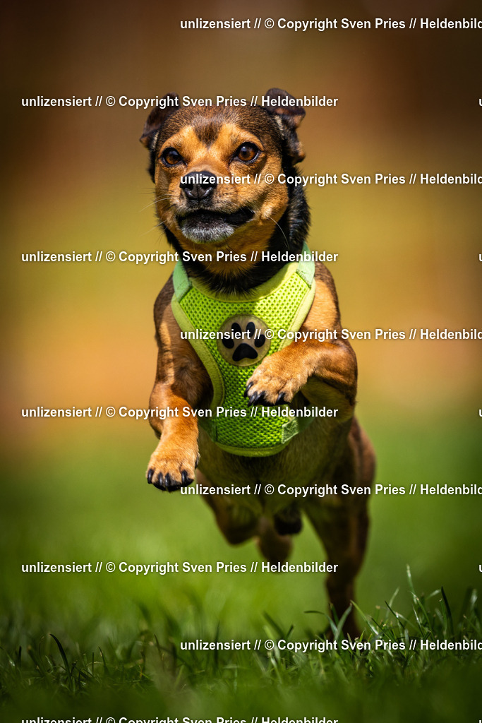 Sven Pries | 2025-04-13 - Hunderennen Baden-Baden - Realisiert mit Pictrs.com