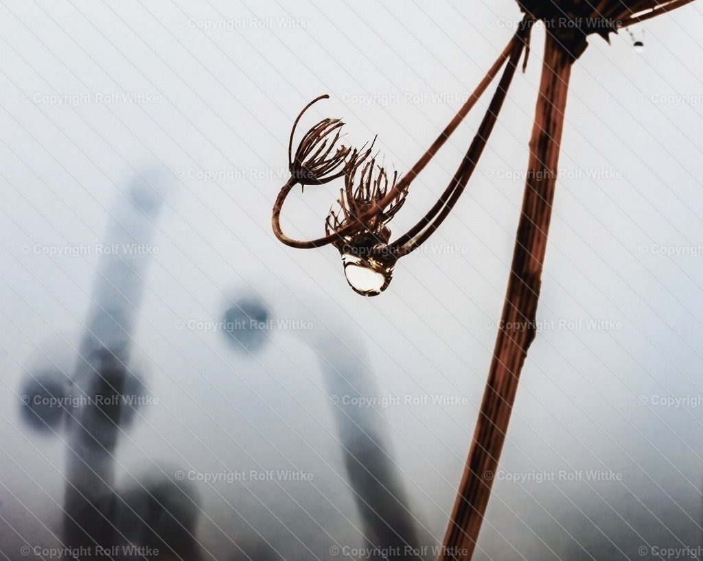 strauch | Rolf Wittke  - Realisiert mit Pictrs.com