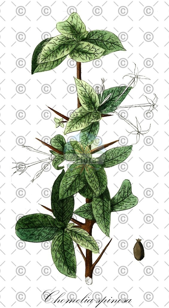 HistAbb_3NXD_1_ENZY_Simple | Historische Abbildung von Chomelia spinosa - Rubiaceae | Historical Illustration of Chomelia spinosa - Rubiaceae