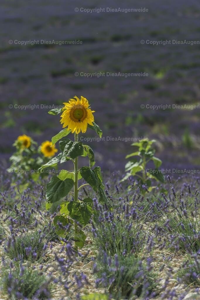 _DSC7678 | DieAugenweide Galerie, Bilder von Fotograf Ralf-Udo Thiele. Auswählen und bestellen auf verschiedenen Materialien und Größen. - Realisiert mit Pictrs.com