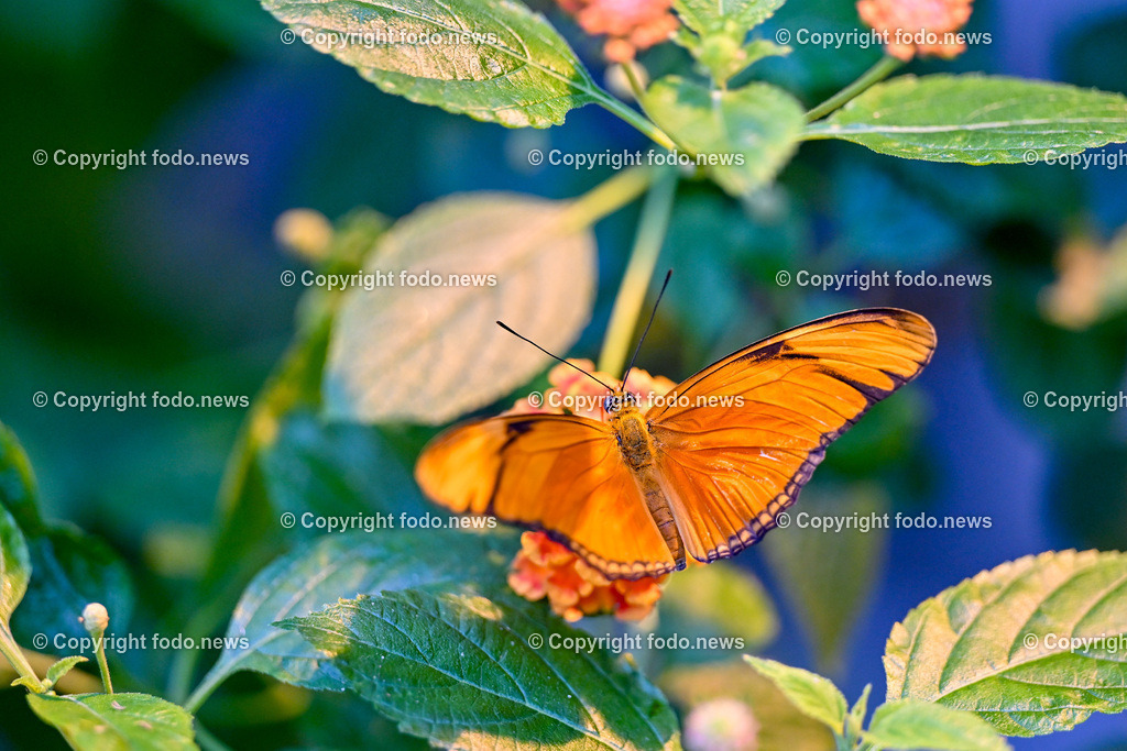 Botanischer Garten Linz_ Schmetterlinge_ 15.01.2025-11 | 15.01.2025, Botanischer Garten Linz, AUT, Schmetterlinge, im Bild tropische Schmetterlinge, Schmetterling, Falter, Natur, Tiere, Blumen, Pflanzen, Insekten, Butterfly, Exotisch, Tropenhaus, Feature, Symbolbild