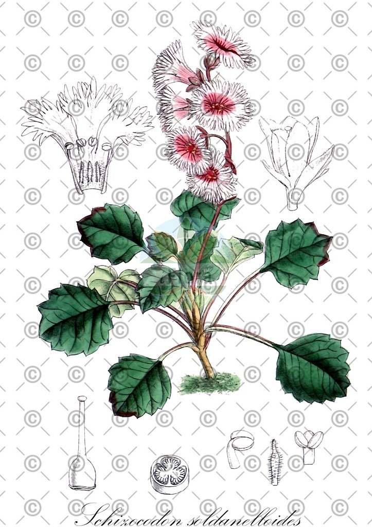 HistAbb_wfo-0000132844_1_ENZY_Simple | Historische Abbildung von Schizocodon soldanelloides - Diapensiaceae (Fransenglöckchen) | Historical Illustration of Schizocodon soldanelloides - Diapensiaceae