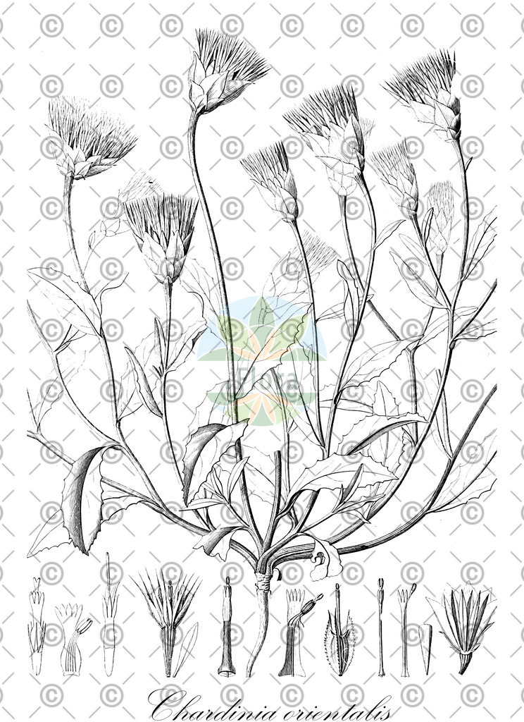 HistAbb_wfo-0000599882_1_ENZY_Simple | Historische Abbildung von Chardinia orientalis - Asteraceae | Historical Illustration of Chardinia orientalis - Asteraceae