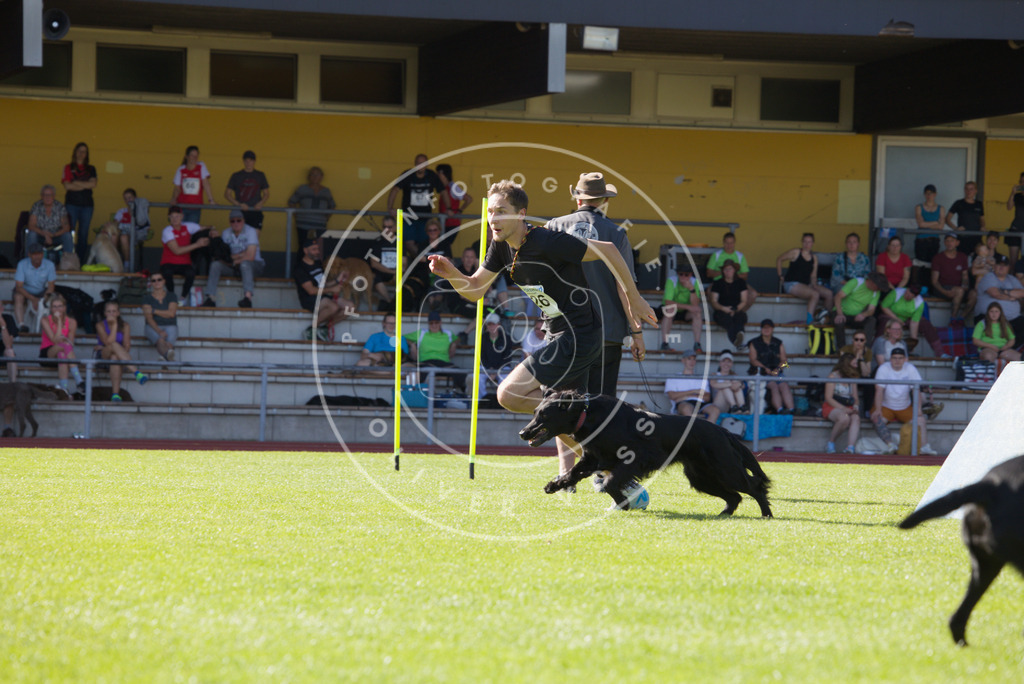 0L8A8319 | Hundefotografie, Tierfotograf, Pfotenfotografie, Fotoshooting Hund, Hunde Portrait, Hundesport, Hundeportraits, Heideshooting, Hunde, Sportfotograf, Hundefotograf, Turnierhundsport, THS,  - Realisiert mit Pictrs.com