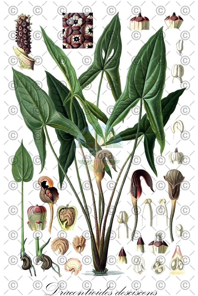 HistAbb_wfo-0000656362_1_ENZY_Simple | Historische Abbildung von Dracontioides desciscens - Araceae | Historical Illustration of Dracontioides desciscens - Araceae