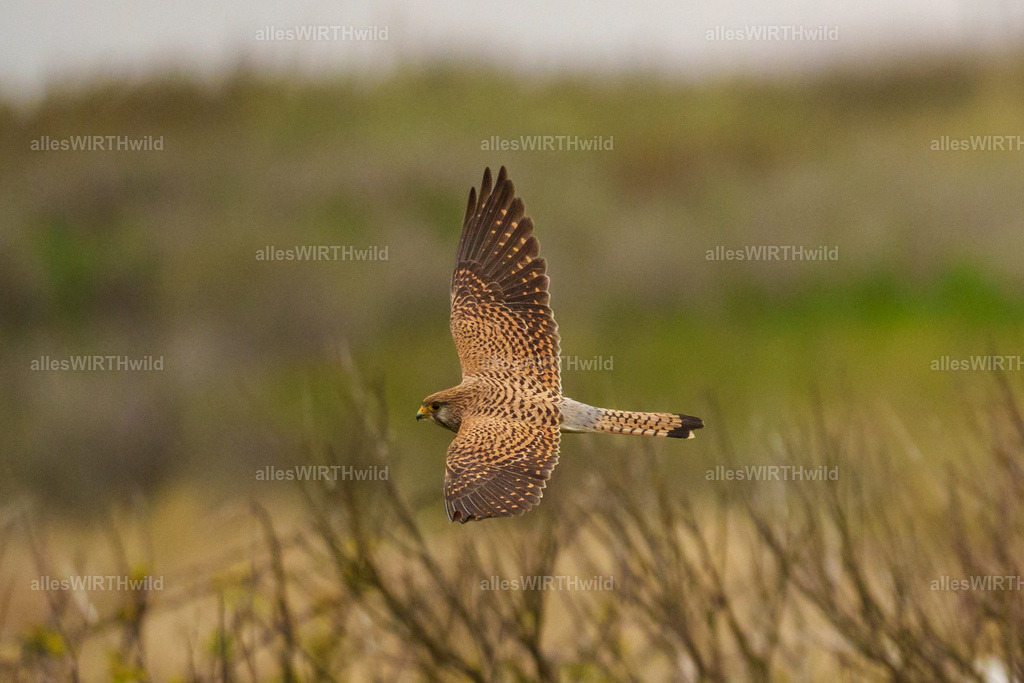 allesWIRTHwild.de - 7IV01257 | Entdecke die faszinierende Welt der Natur- und Wildlife-Fotografie von Daniel und Bärbel. Inspirierende Bilder von wilden Tieren und kleinen Naturwundern.