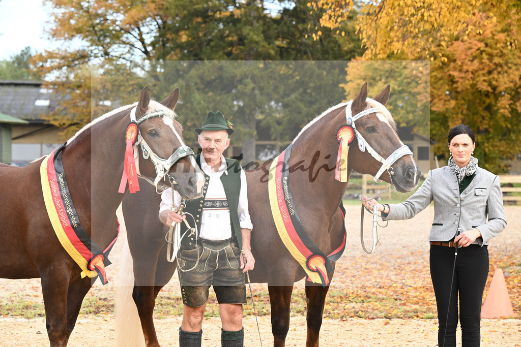Siegerstuten_Buechl_Bachmair_53222979 | hf-fotografie - Realisiert mit Pictrs.com