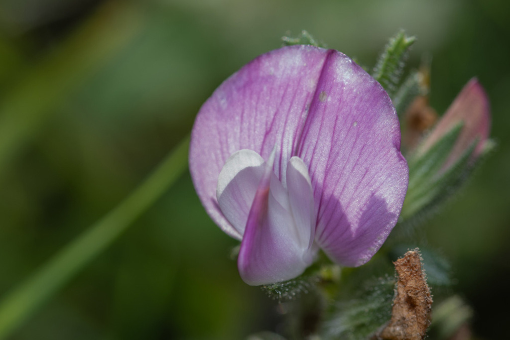 013 Kriechende Hauhechel (Ononis repens) | Fotograf Bruno Blatt -
