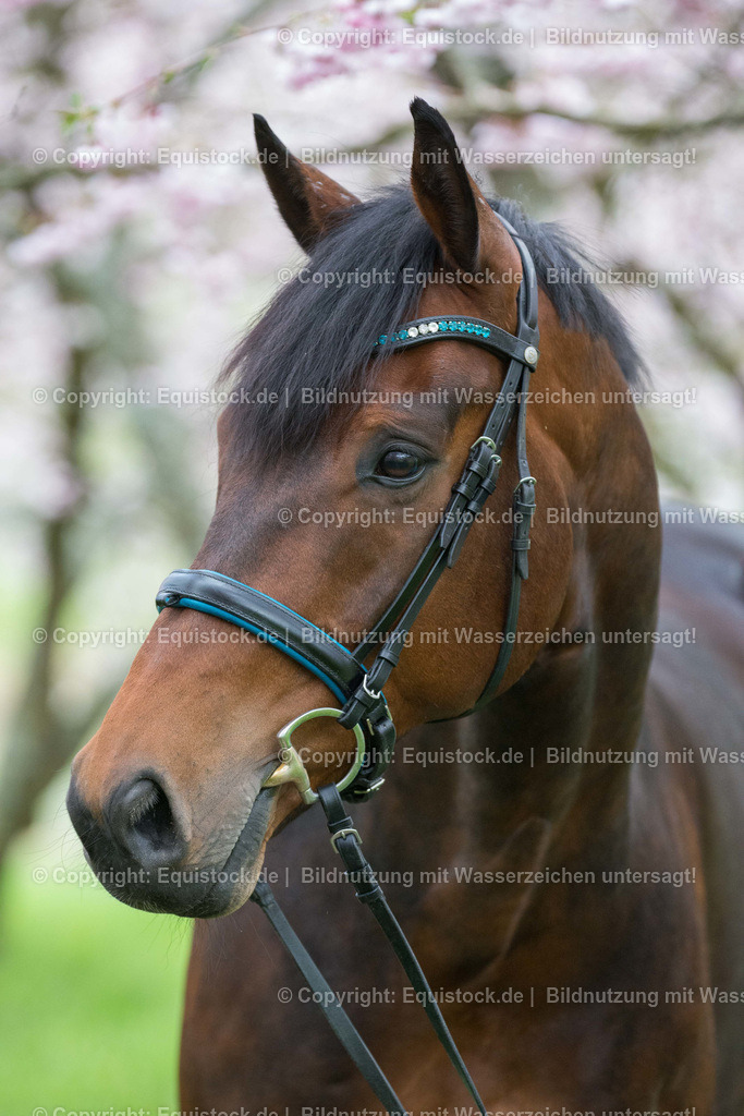 20160413_Pferd_in_Kirschbl__te_0004 | equistock