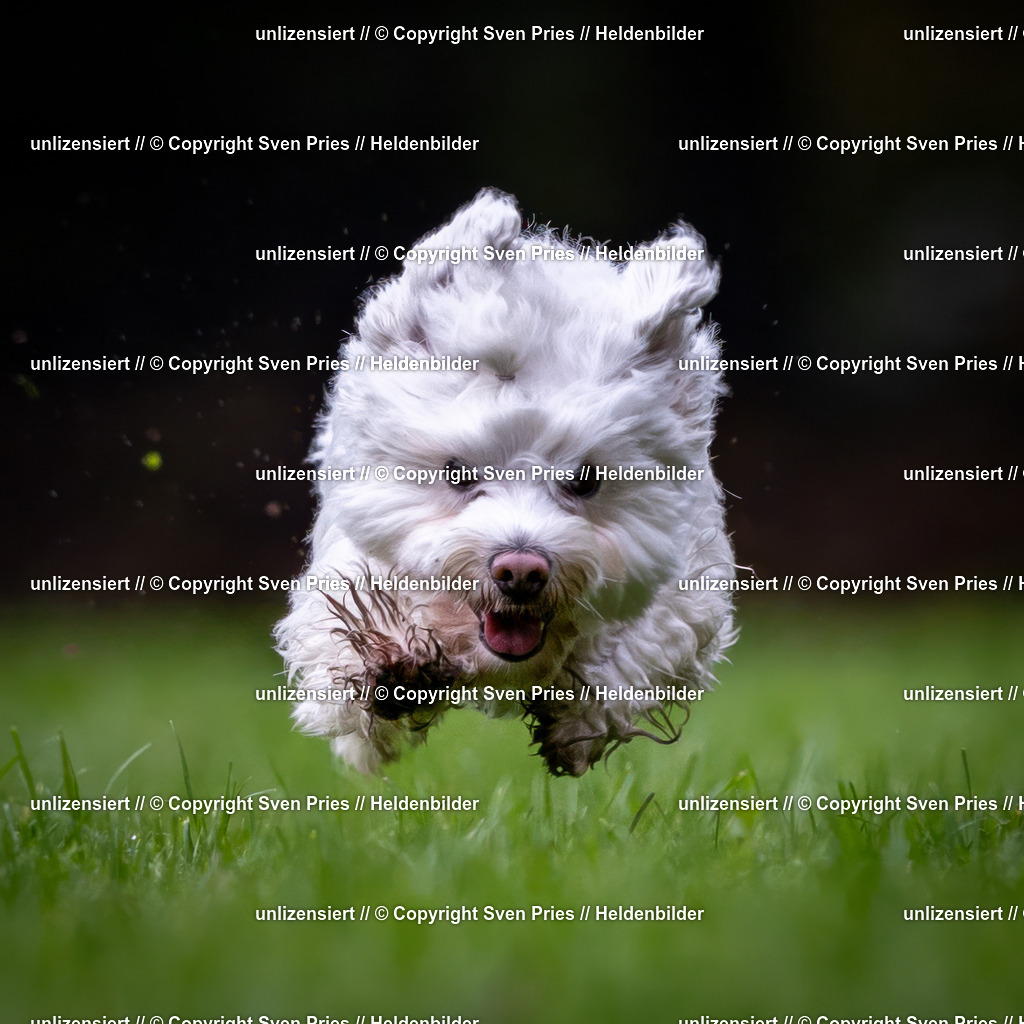 Sven Pries | 2024-10-19 - Hunderennen Ober-Grombach - Realisiert mit Pictrs.com