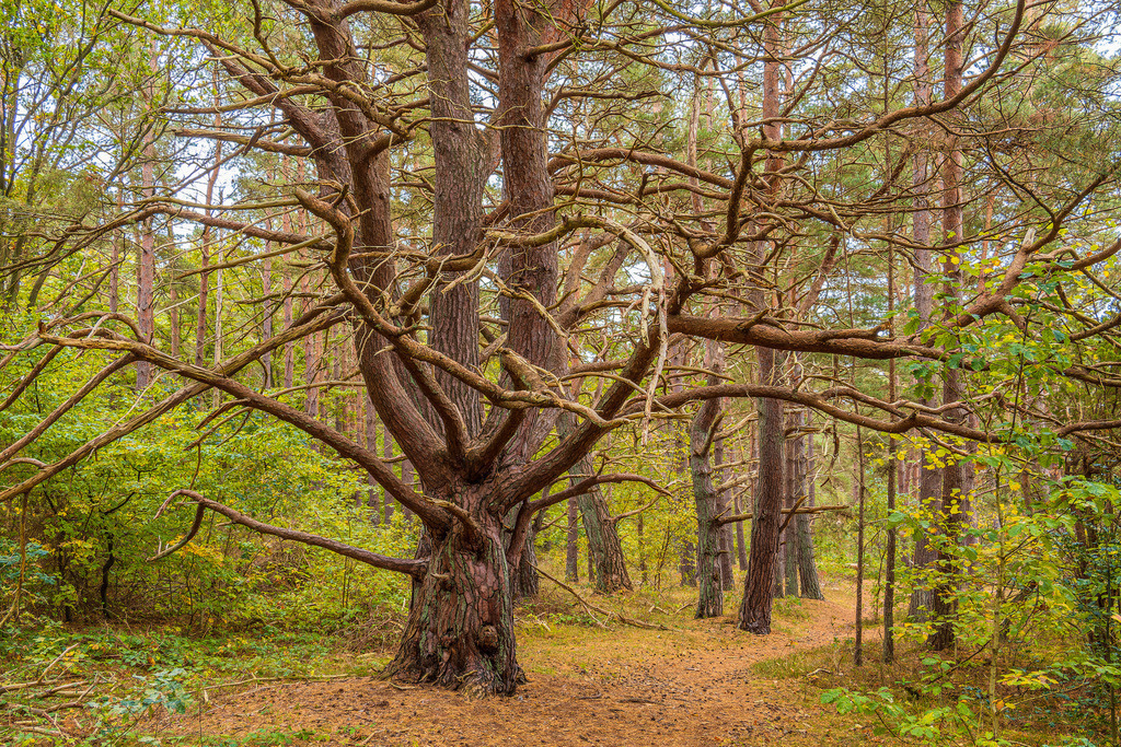 Herbstliche Wälder auf der Insel Rügen | Herbstliche Wälder auf der Insel Rügen.
