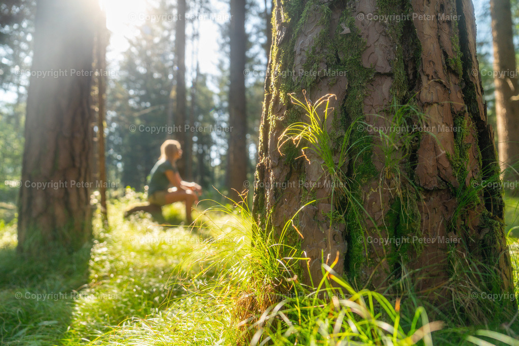 Talboden_Osttirol_Erlebnisraum_Wald_23_Peter_Maier-792 | piet_flosse