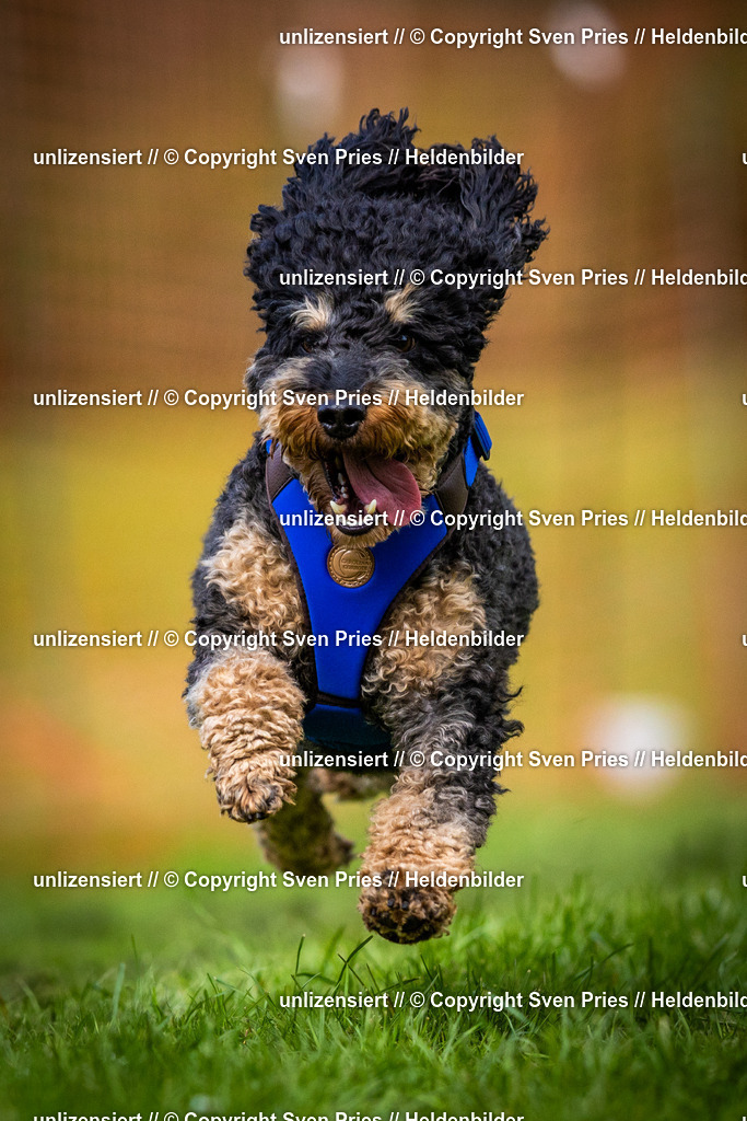 Sven Pries | 2025-04-13 - Hunderennen Baden-Baden - Realisiert mit Pictrs.com