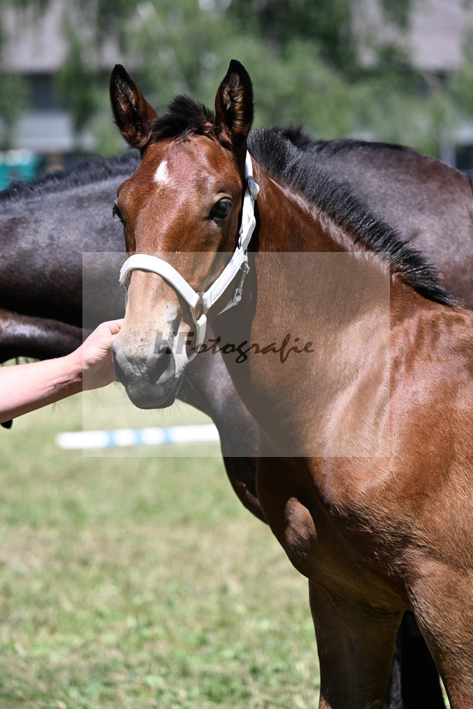 Kat-Nr. 28 HF v. Sir Lueftenegg x Navajo_Neumaier_22250638 | hf-fotografie - Realizzato con Pictrs.com