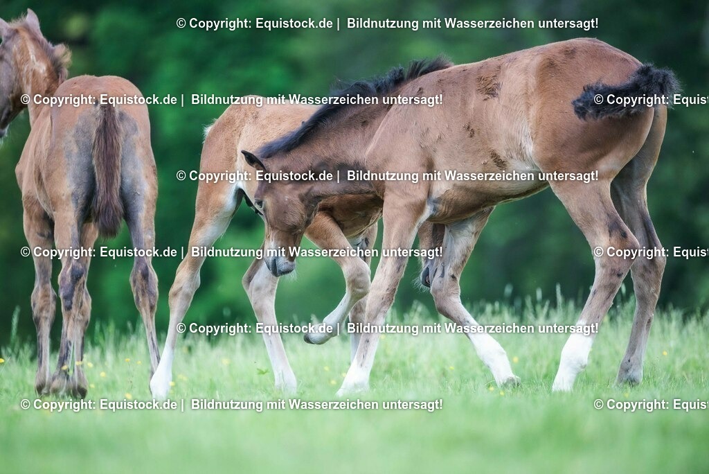 20210617_Fohlen_0350 | Foto: Thomas Hartig