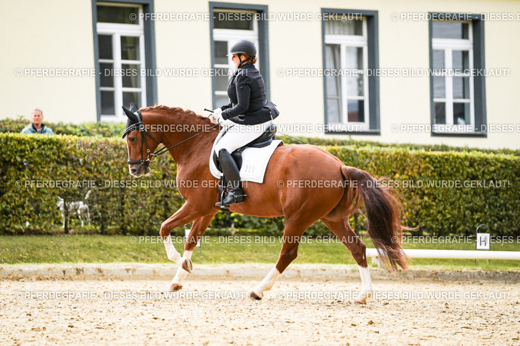 DSC01364 | Pferdegrafie