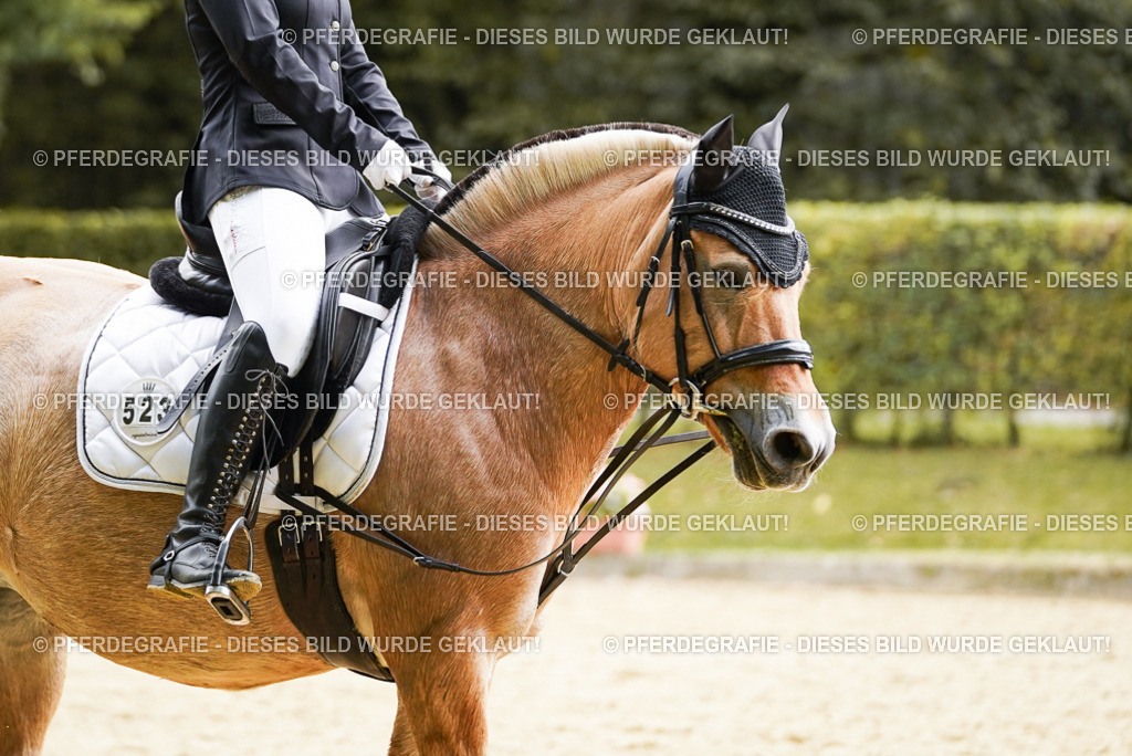 DSC01194 | Pferdegrafie